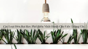 Các Loại Đèn Rọi Ray Phổ Biến Nhất Dành Cho Việc Trồng Cây